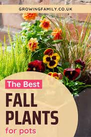 The Best Fall Plants And Fall Flowers