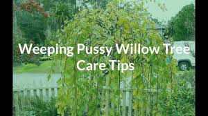 It's a very popular little tree, being in effect a dwarf weeping willow on a short, upright stem. Weeping Pussy Willow Tree Care Tips See The Plant Nicknamed Cousin Itt Youtube