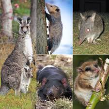 Check spelling or type a new query. Marsupial Wikipedia