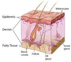 the integumentary system function