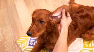tips to prevent smelly dog ears bechewy