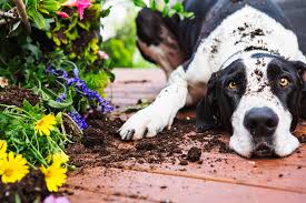 my dog to stop destroying my plants