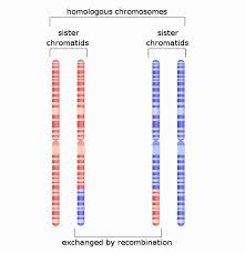 logous chromosomes definition