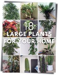 18 Best Large Indoor Plants For Your