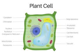 plant cells science ks3