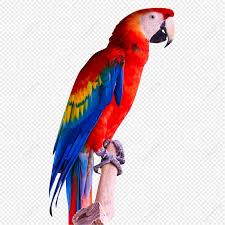 parrot images hd pictures for free