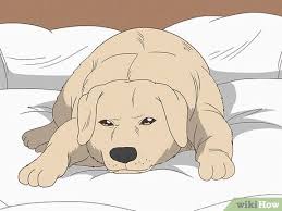 how to tell if a dog is pregnant at