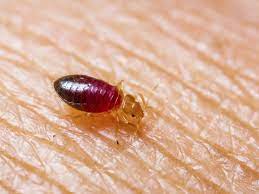 bed bugs biting ask dr weil