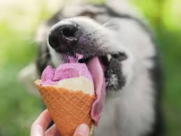 It may be made from dairy milk or cream and is flavoured with a sweetener. Dog Friendly Ice Cream Shop Serves Dessert Made For Humans And Pets