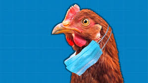 Infected birds shed avian influenza virus in their saliva, mucous and feces. Qoaub0akbbyopm