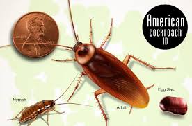 At do it yourself pest control, we provide recommendations for insect and rodent control using professional pest control products. Bug Busters Do It Yourself Pest Control Home Facebook