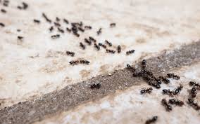 how to get rid of ants outside of your