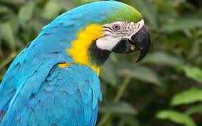parrot wallpaper macaw wallpaper hd