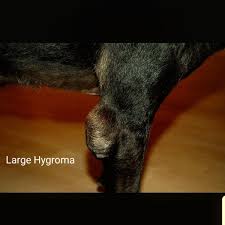 heal calluses on dog elbows