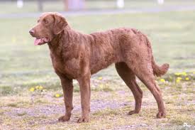 The golden retriever mix can have multiple purebred or mixed breed lineage. Chesapeake Bay Retriever Puppies For Sale From Reputable Dog Breeders