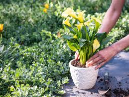 How To Plant In Containers Stodels