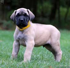 Welcome to amber pines farm. English Mastiff Puppies For Sale Greenfield Puppies