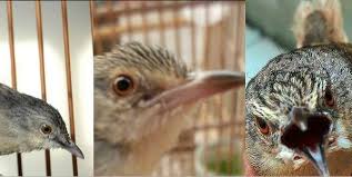 Bila dilihat sekilas kedua jenis lovebird baik yang jantan dan betina memang terlihat tidak ada perbedaannya. Download 63 Gambar Burung Flamboyan Jantan Dan Betina Keren Gratis