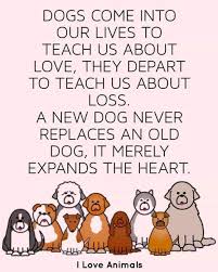 A lot of shelter dogs are mutts like me. This Came Into My Life At The Perfect Time We Are Preparing For The Arrival Of Our Second Fur Baby I M So Rescue Quotes Animal Rescue Quotes Funny Dog Memes