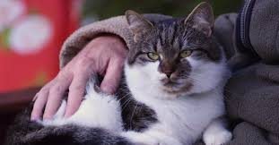 In older cats, an overactive thyroid is one of the most common reasons for excessive hunger. Caring For An Older Cat Help Advice Pet On Bed