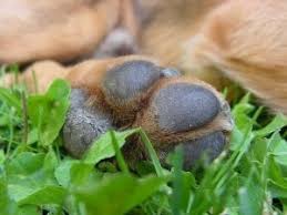 8 common dog paw problems how to