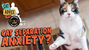 Cats experience anxiety when they anticipate danger from unknown or imagined origins that result in normal body reactions one of the most common forms of cat anxiety is separation anxiety, in which your cat becomes anxious and stressed when you leave their sight or. What Does Separation Anxiety Look Like In Your Cat And How Can You Help Youtube