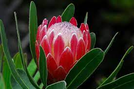 Protea ,crown jubilee, cape spice. Protea Flowers Lovetoknow