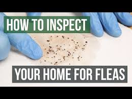 how to inspect your home for fleas 4