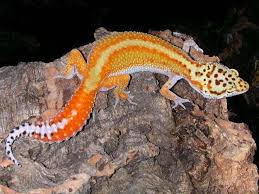 Le Gecko léopard / Les phases Images?q=tbn:ANd9GcRScsKeNpcTudG8h5VLxyvJAHnikzunnjIEoqdEApqeV8Mu1ayWFg