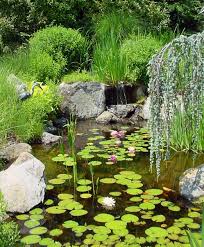 how to create a small backyard pond