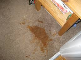 coffee spill on carpet your carpet md