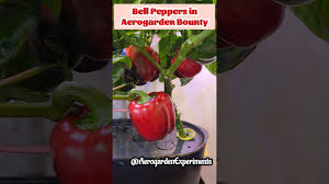 bell peppers in aerogarden bounty basic