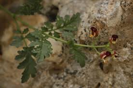 Scrophularia laciniata Waldst. & Kit. | Flora of Greece – An ...