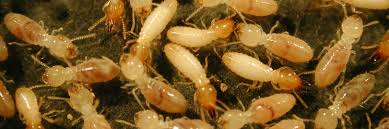 Termite Identification What Do Termites Look Like