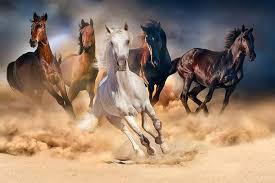 7 horses wallpaper running freely