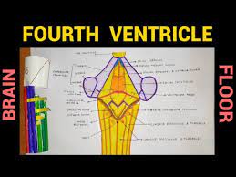 fourth ventricle floor ventricles
