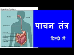 Human Digestive System In Hindi Urdu For Children