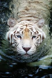 How to add a white tiger wallpaper for your iphone? Download Amazing White Tiger Wallpaper Gallery