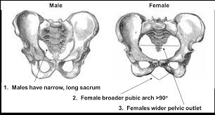 Nh Chs Anatomy Identifying Bone 8 9