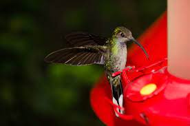 Monteverde Hummingbird Garden Costa