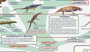 Milestones Of Vertebrate Evolution Extraordinary Poster By