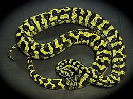 carpet python care sheet