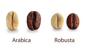 Phân biệt hạt cà phê Arabica và Robusta - Victoria Arduino