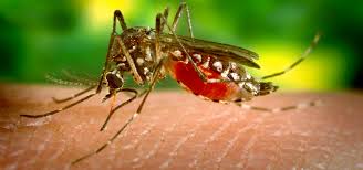 In about 80% of infections people have few or no symptoms. Zika Virus Cdc