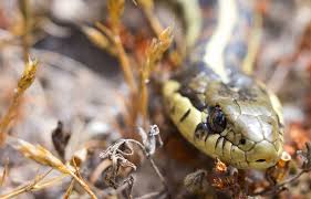 Eastern garter snakes mate in spring after emerging from winter hibernation. Hinterland Who S Who Western Garter Snake