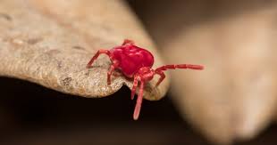 clover mites are these tiny red bugs