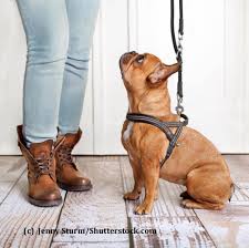 Durch die neue umgebung wird dein hund. Hundespielzeug Hunde Zuhause Beschaftigen Haustiermagazin