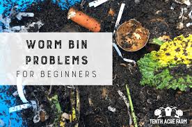 worm bin problems for beginners tenth