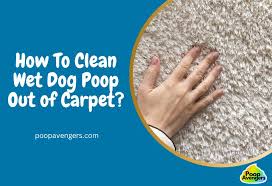 5 ways clean wet dog out of carpet