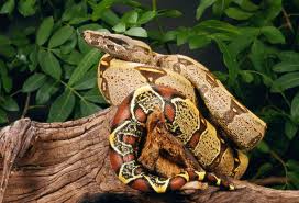 How To Care For A Pet Red Tail Boa